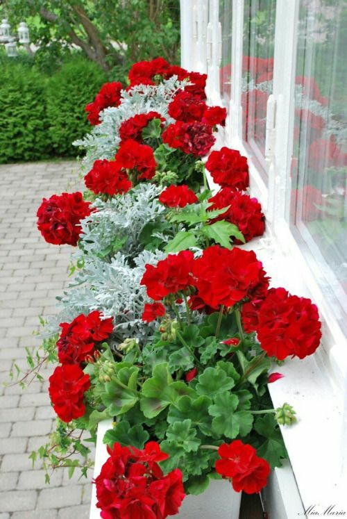 ❤⚘❤