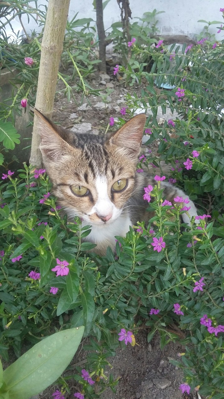 cat