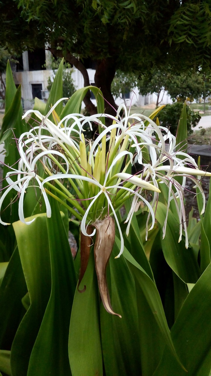 flower