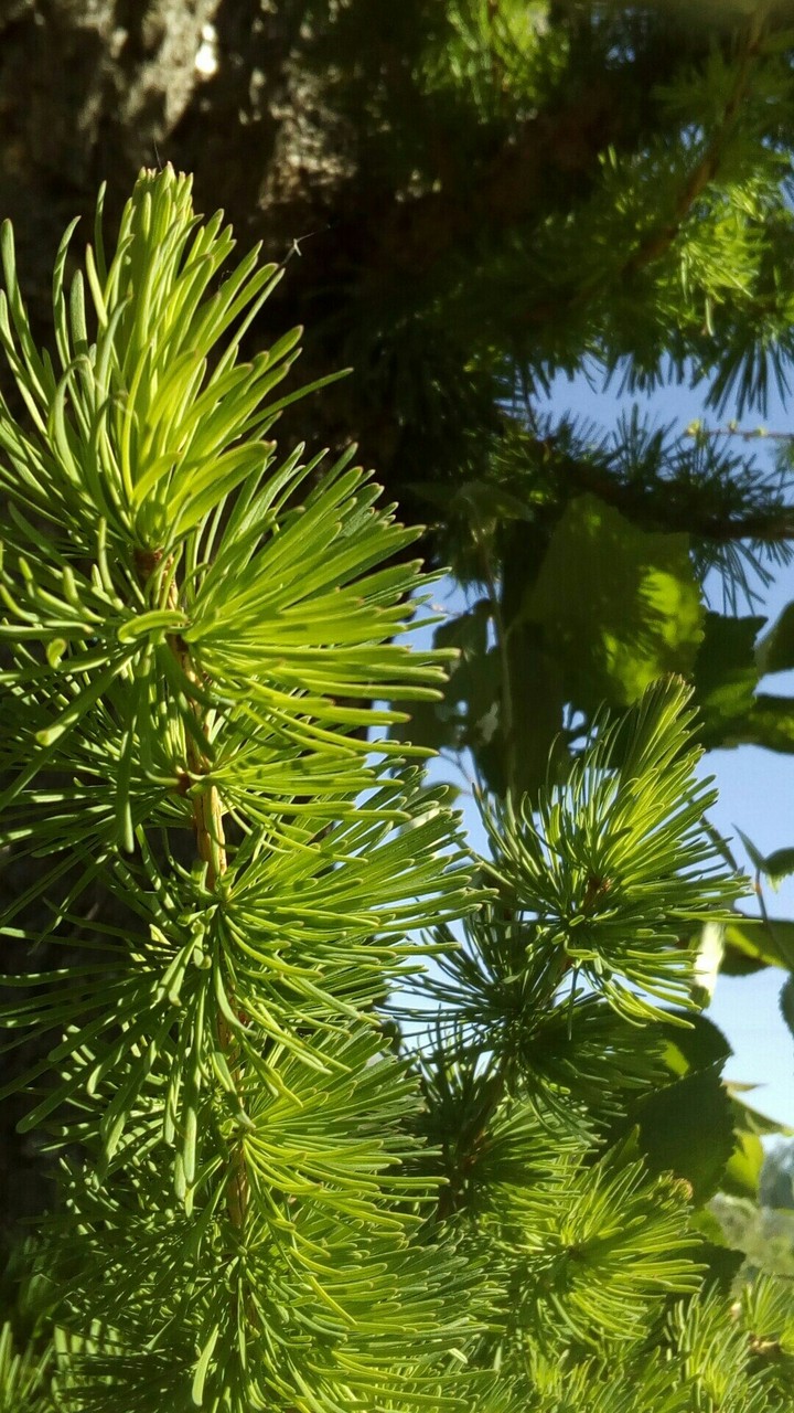 •spruce