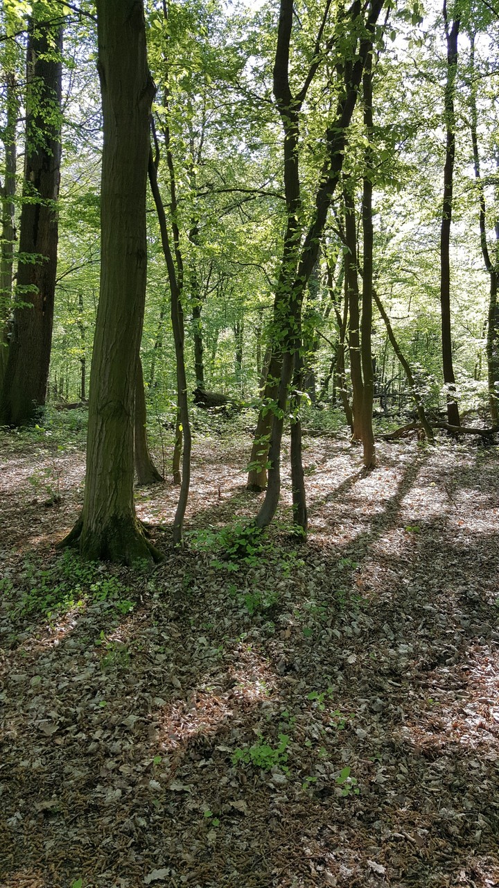 Park Grüner Jäger/ greeen hunter
