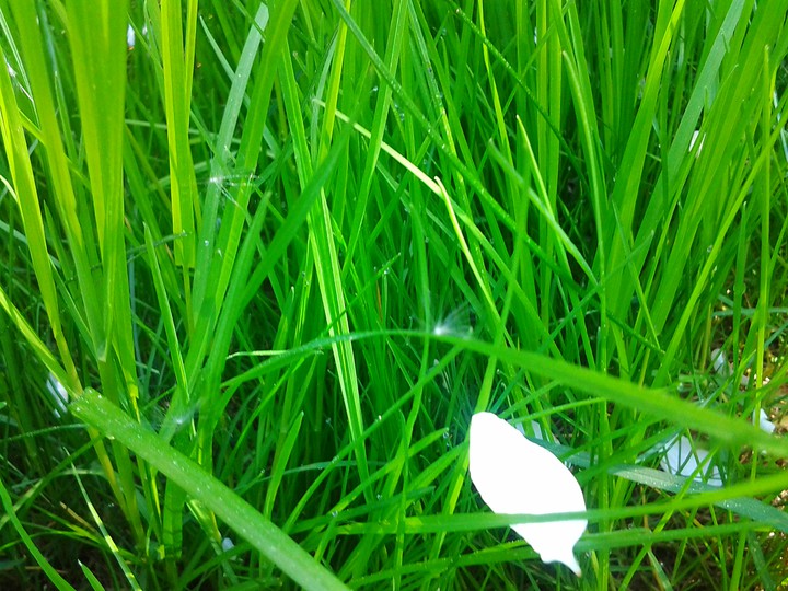 Green grass