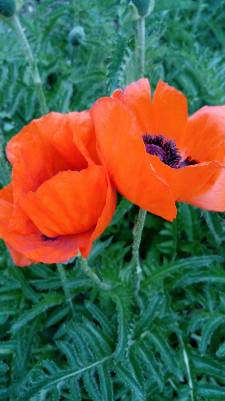 poppies
