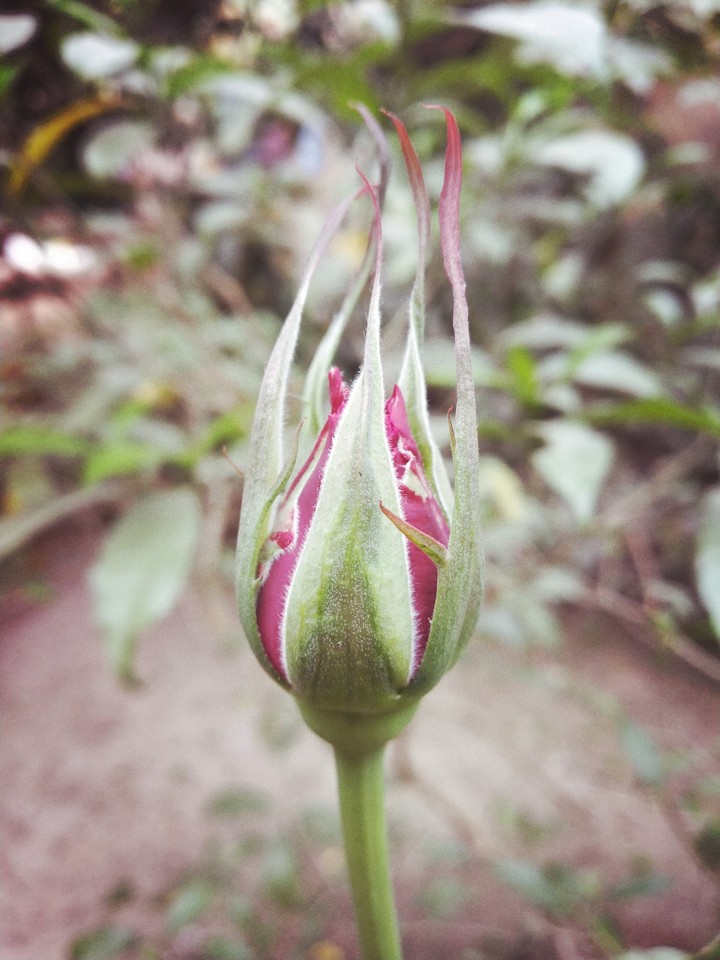 rose