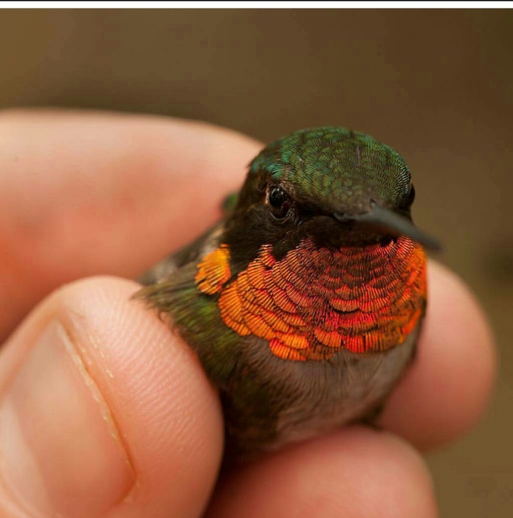 tiny bird
