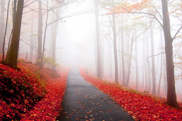 foggy fall