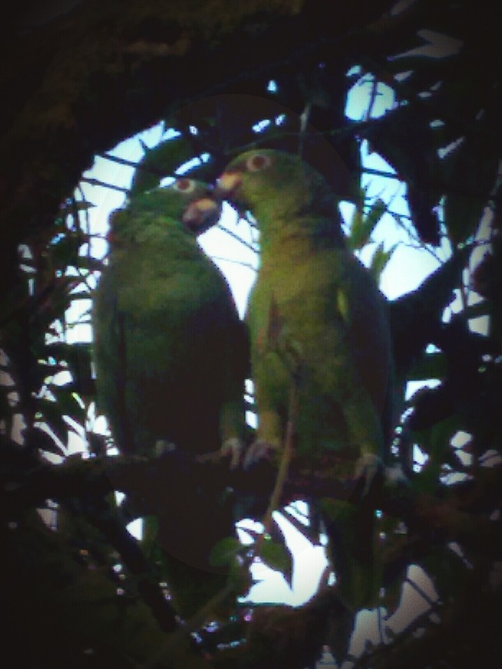 birds