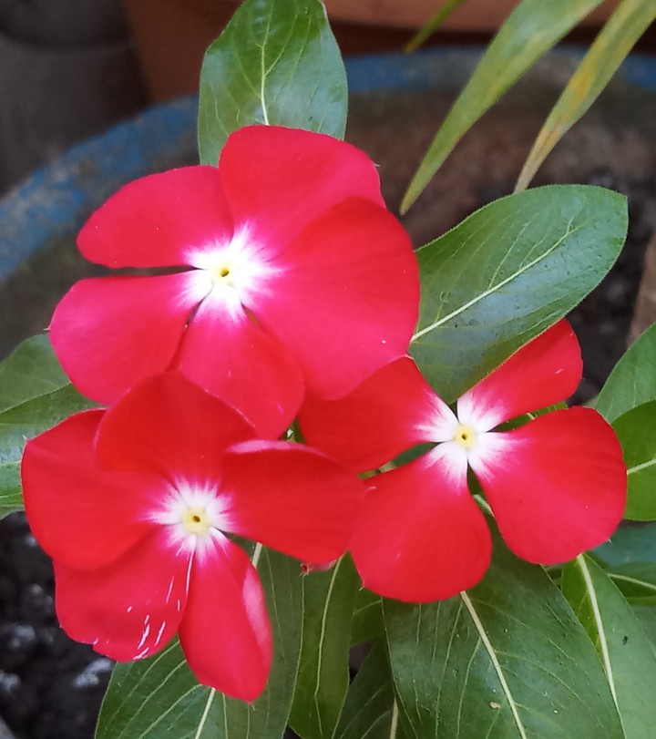 flowers