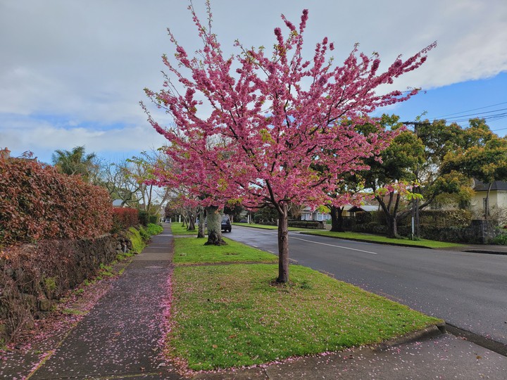 Spring 2021 Auckland New Zealand