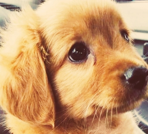 puppy