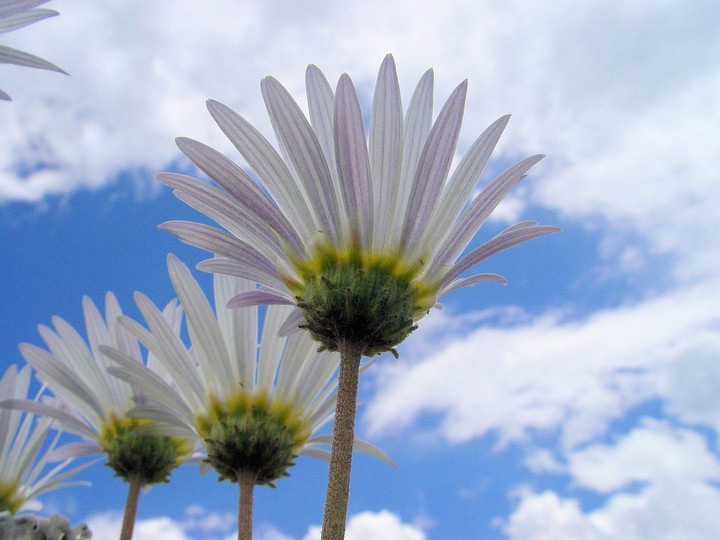 Reach for the Sky