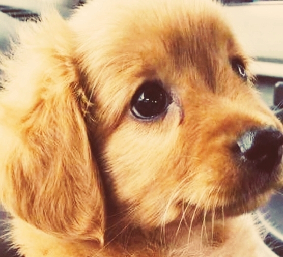 puppy