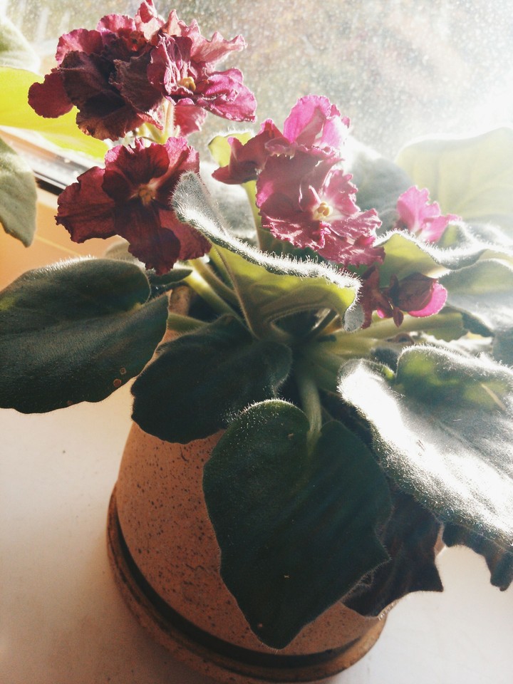 My flower
