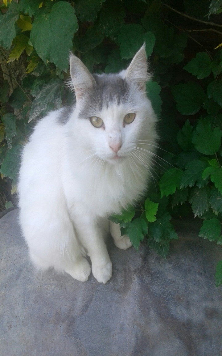 Juanita 