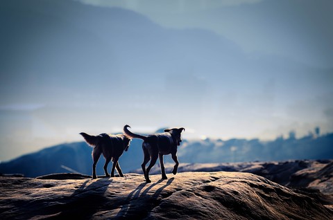 Brothers