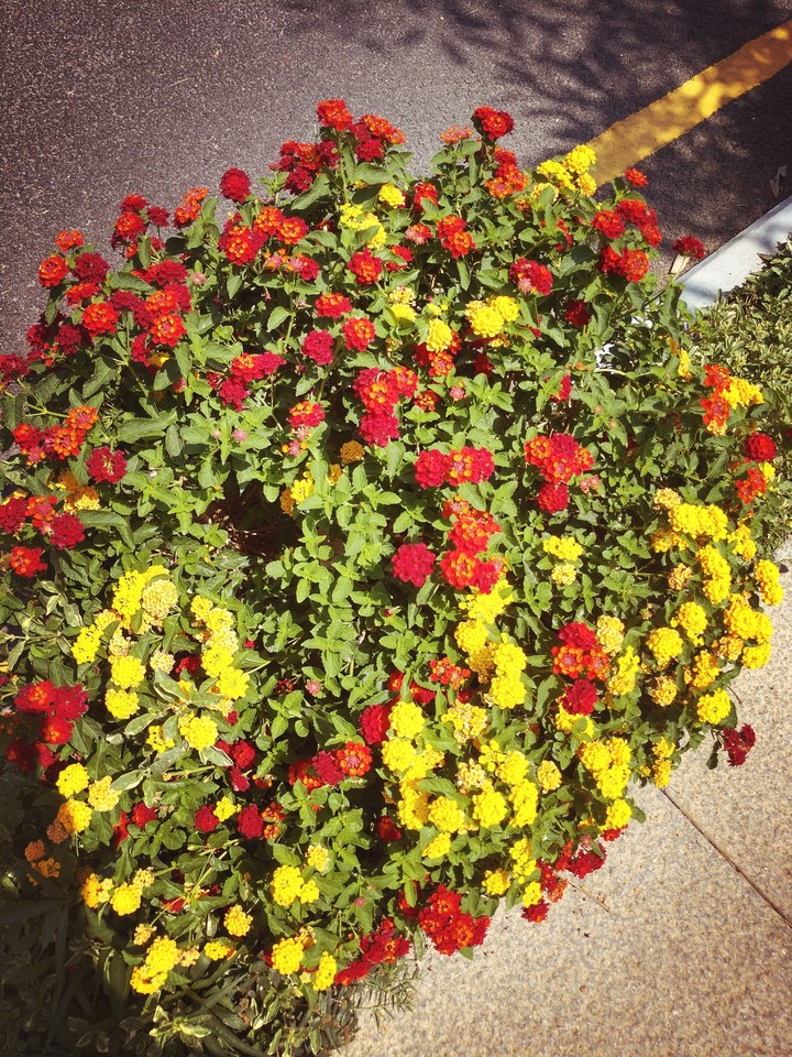 ## The Flowerzz Mania ##