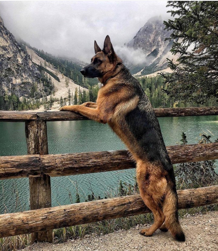the real dog...
