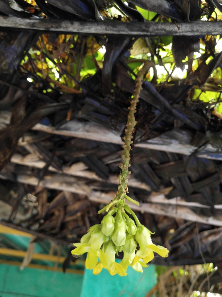 green flower