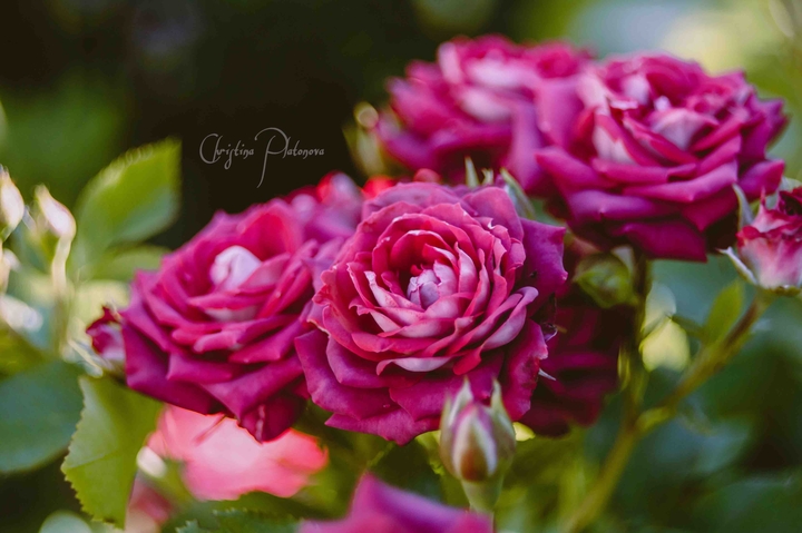 roses