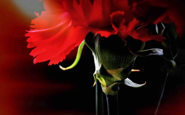 Red in Black