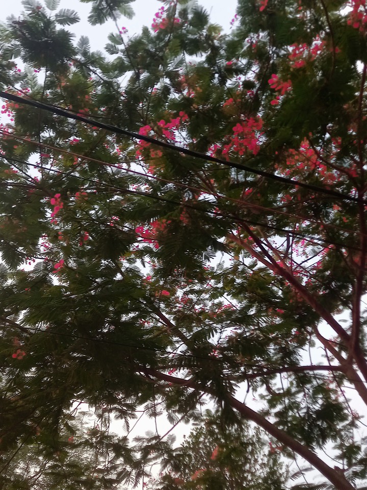 nature