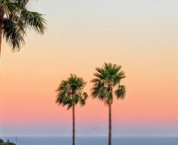 palm trees