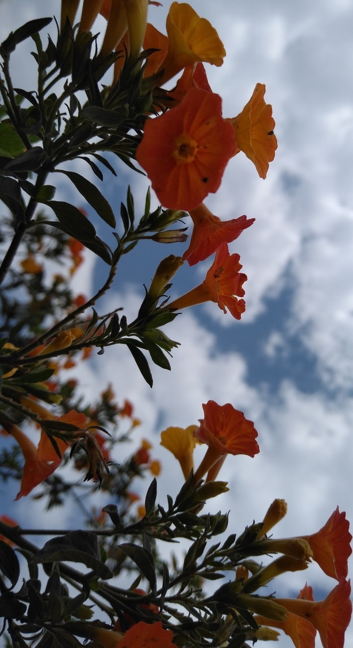 un arbol lleno de flores °°°°°°°°Alx