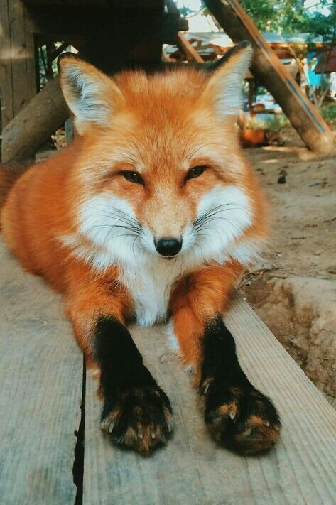 dog-fox