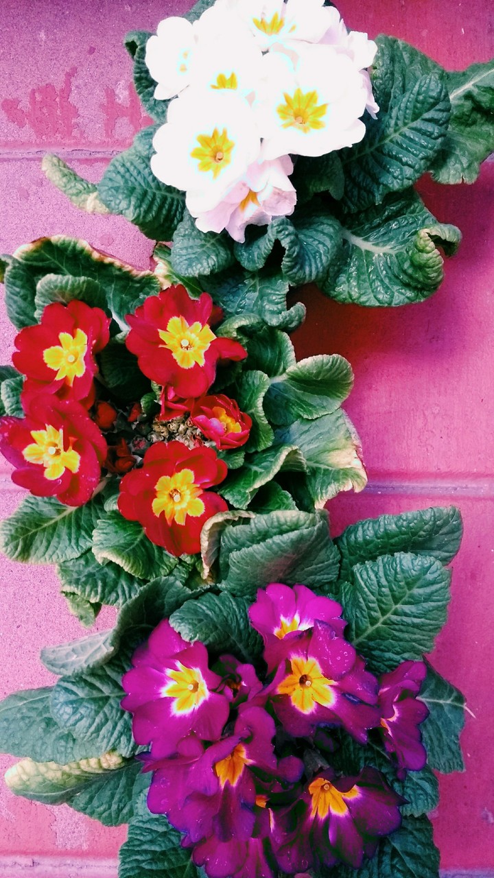 Flowers