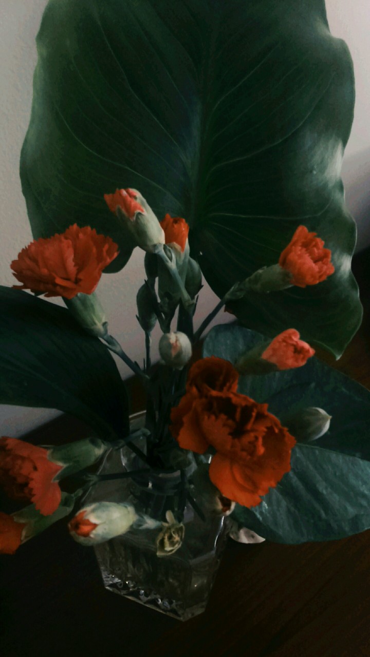 #flora # piccoli. #garfani #rossi