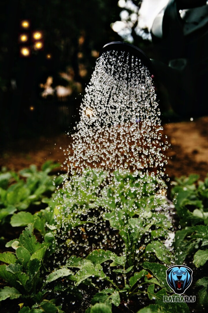 Giving water to my plants