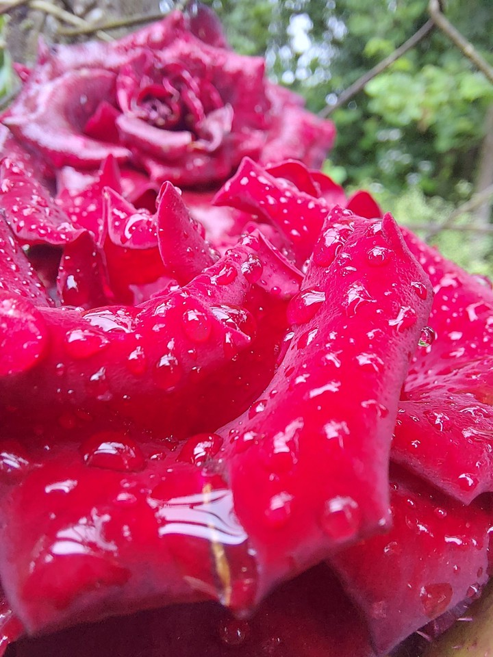 Rose