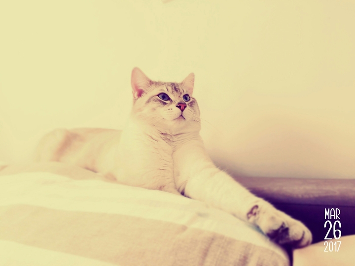 Le chat.