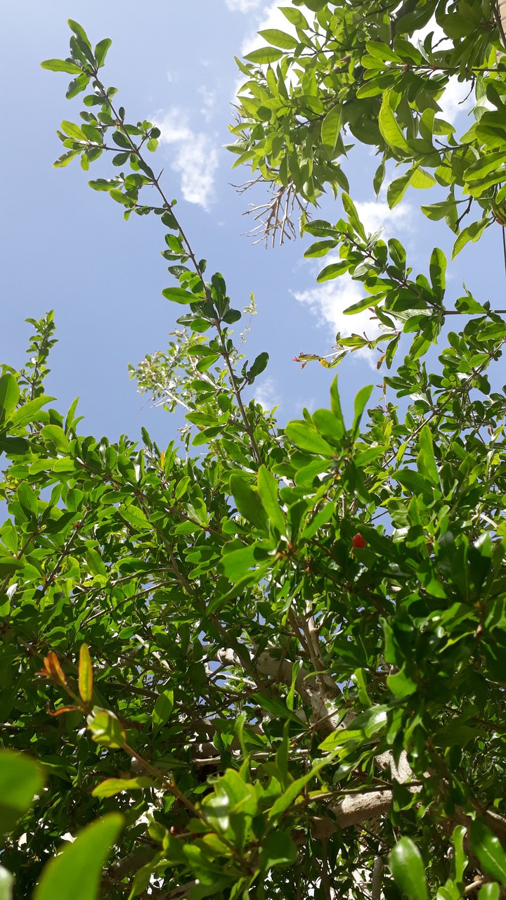 tree and sky