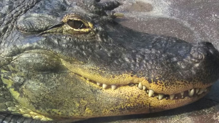 Alligator, Cape May Zoo