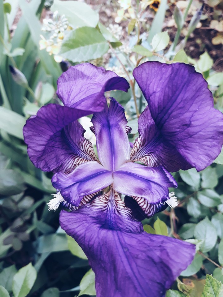 wonderful flower in summer