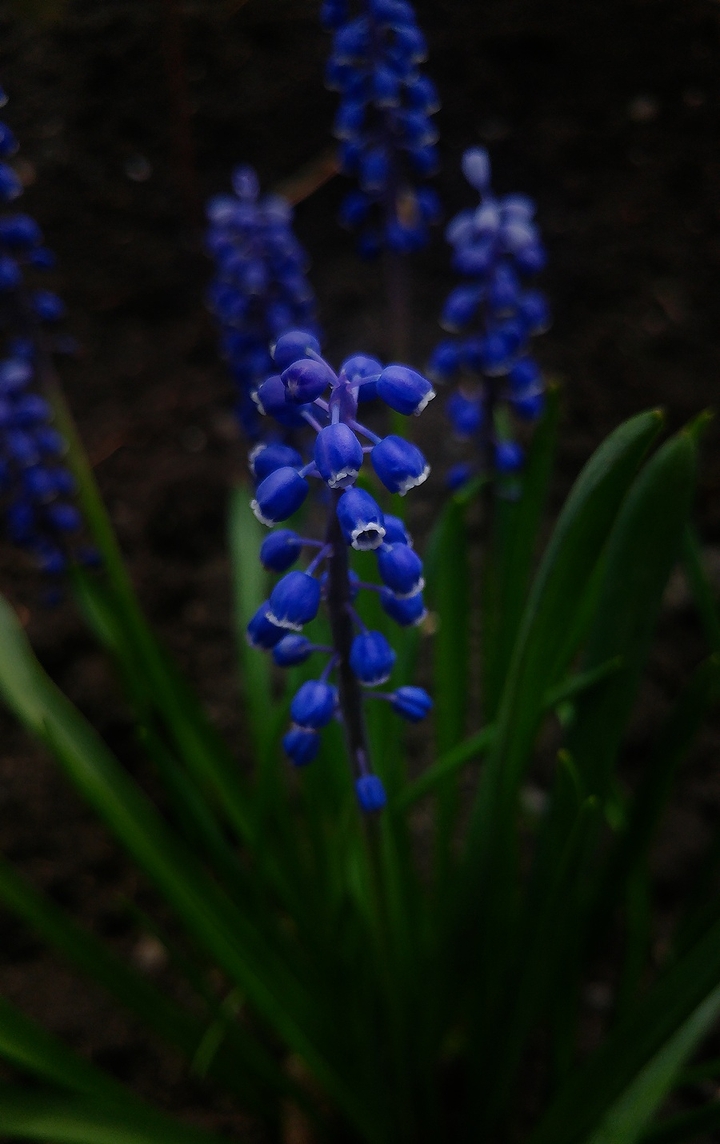 Adorable tiny bells - muscari