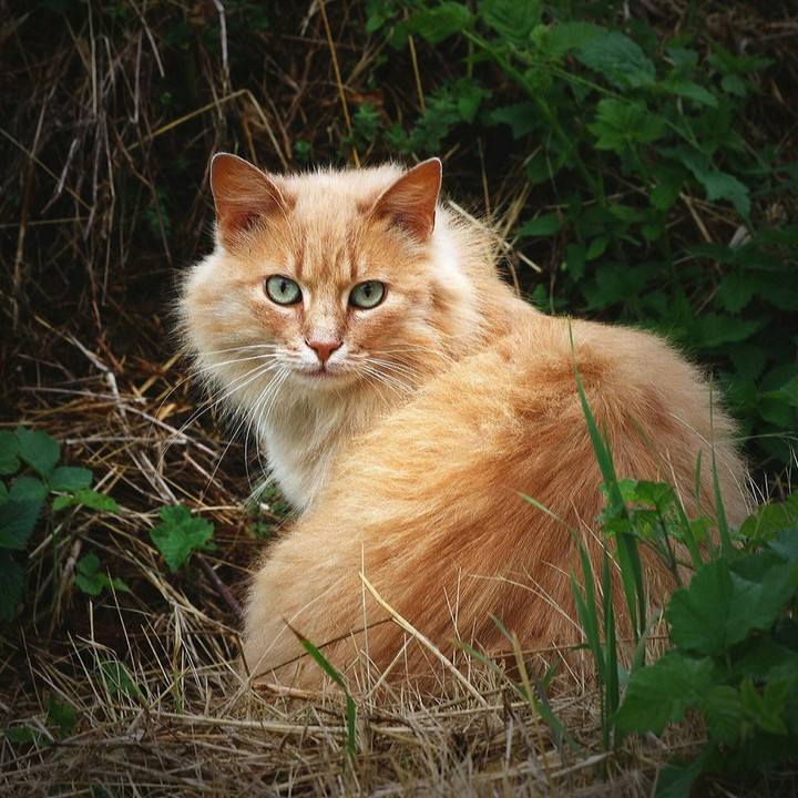 cat