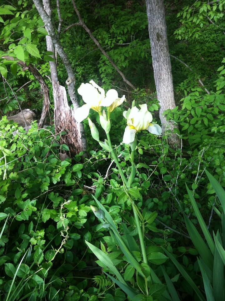 lovely flower