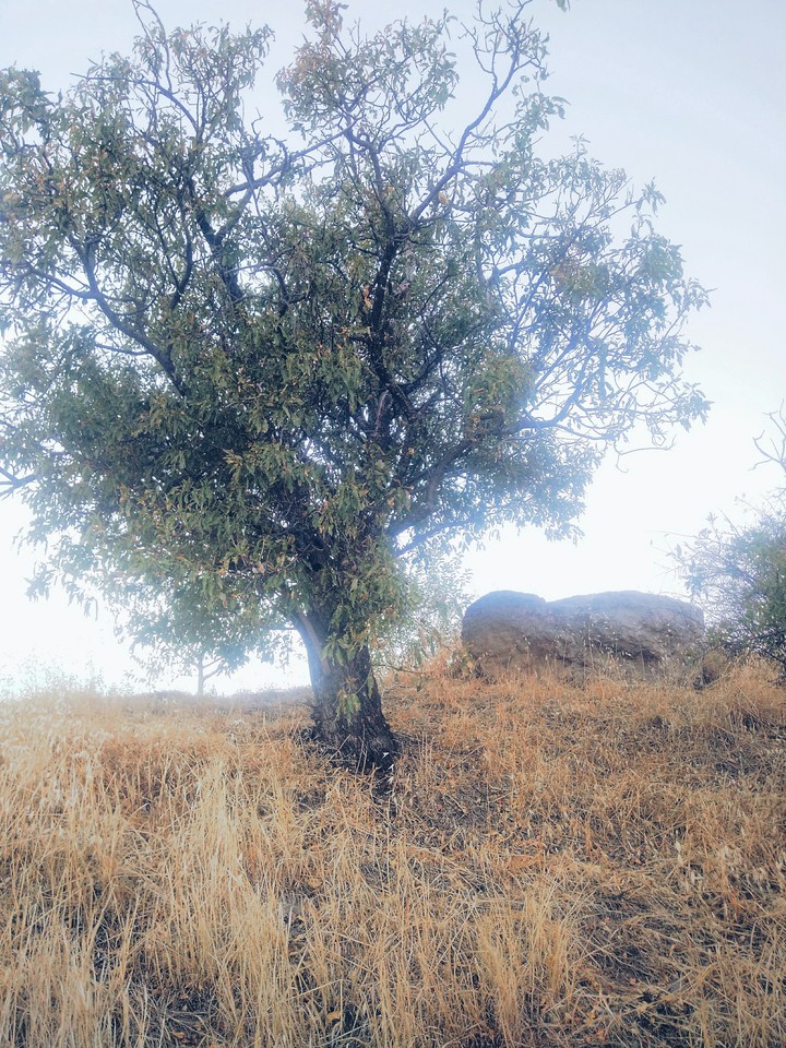 nature
