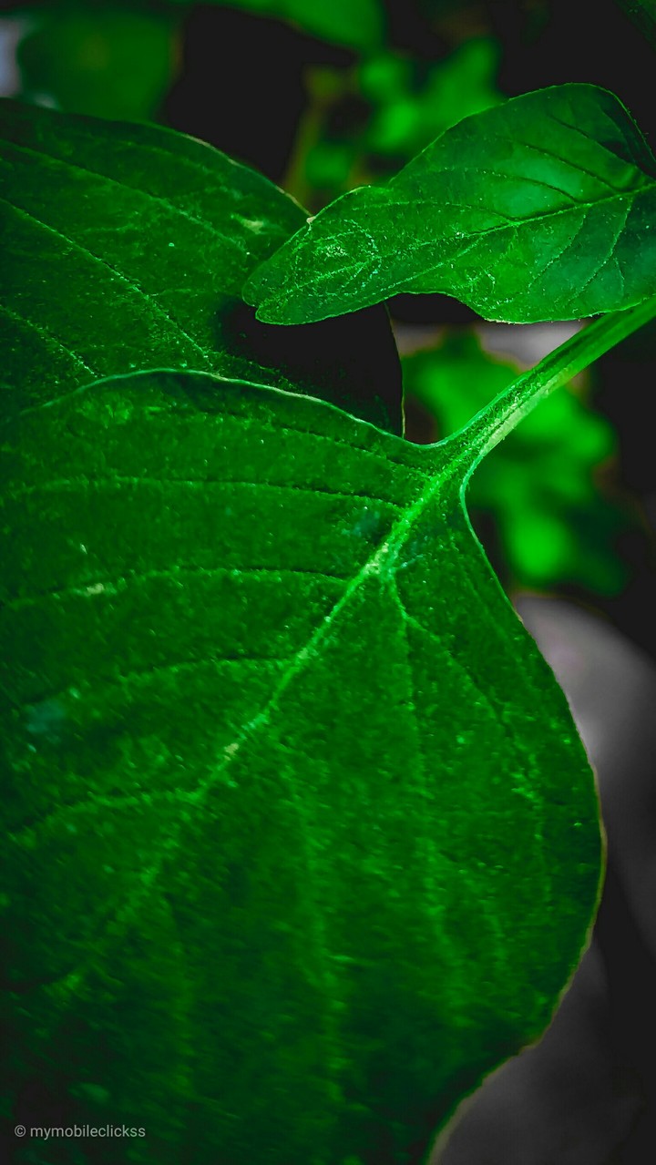 Green Leaf