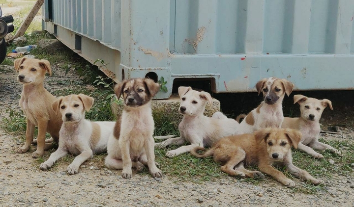 Puppies
