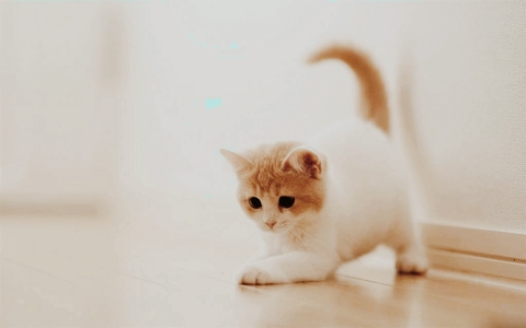 mèo nhà