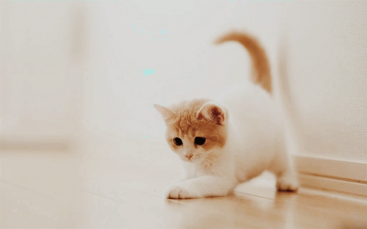 mèo nhà