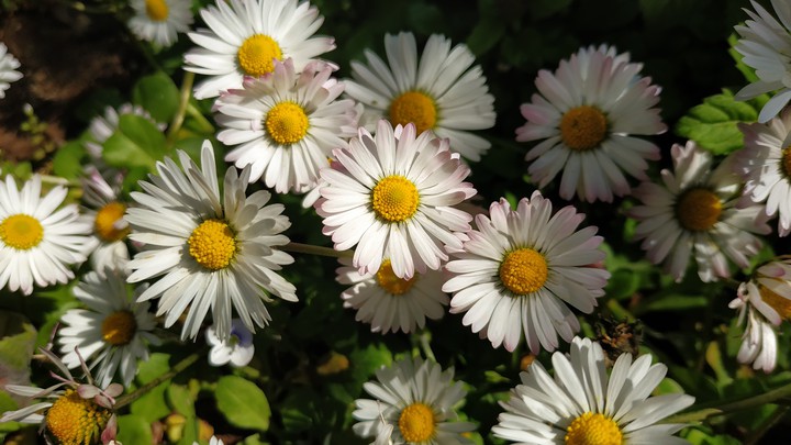 flowers