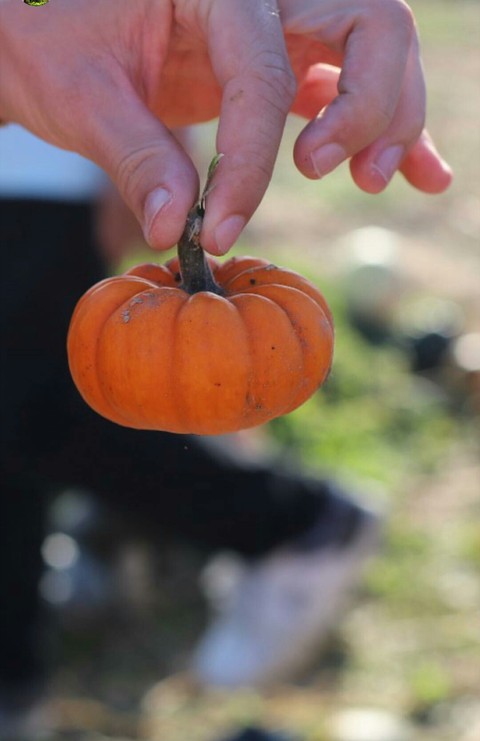 tapety cucurbita, pumpkin