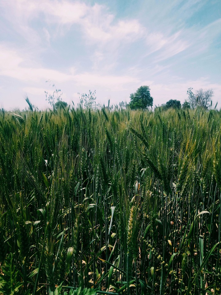 wheat