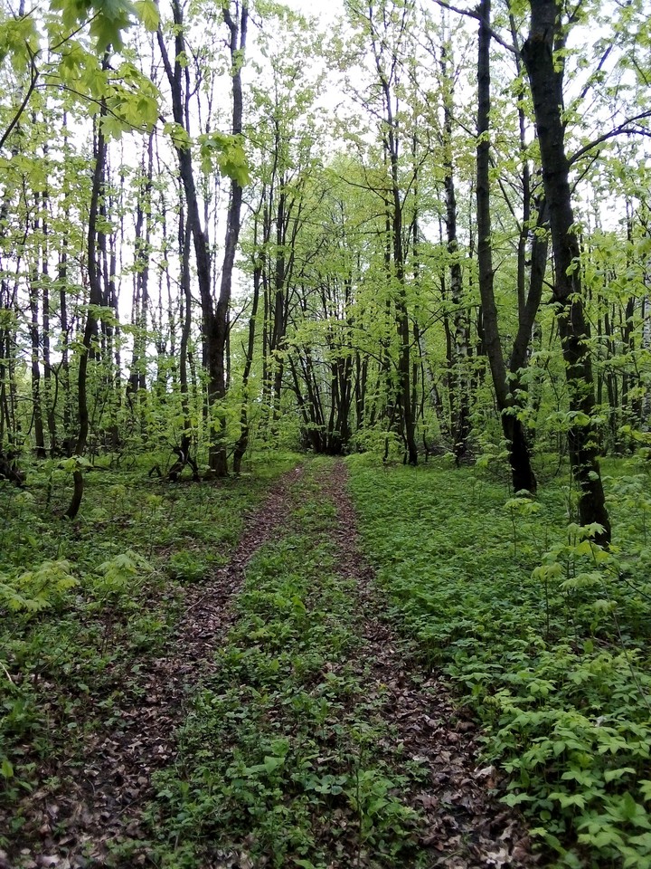 Лесная дорога.