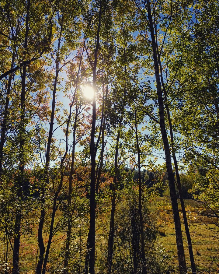 Sunshine of the autumn