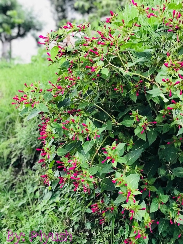 Nature's Beauty